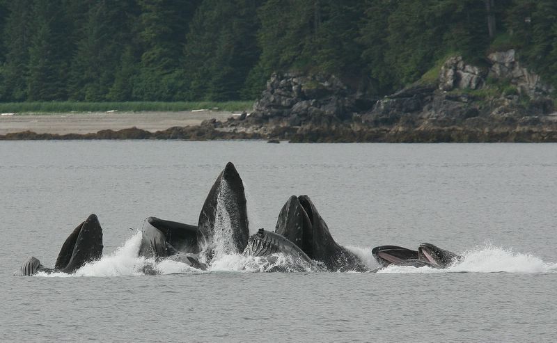 IMAGE: http://properaexplora.com//AmongTheGreatWhales/images/img_0995.jpg