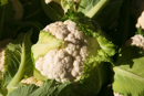 cauliflower